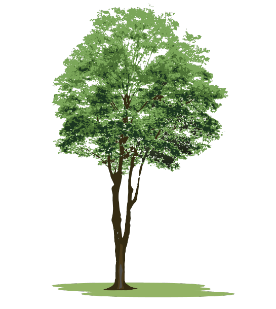 リアルな木のイラスト（木、樹木、針葉樹、広葉樹、街路樹、植木）