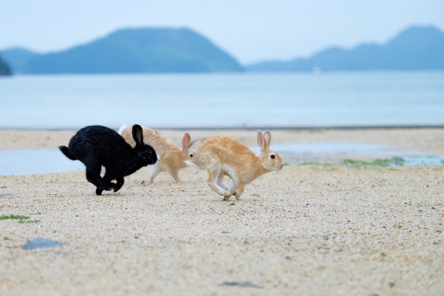 3羽の走るうさぎ