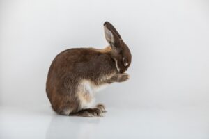 うさぎの顔を洗う仕草