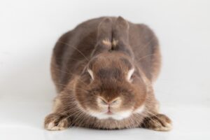 伏せをして目を閉じるうさぎ