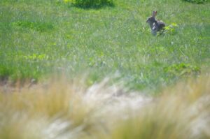 草むらの中の野ウサギ