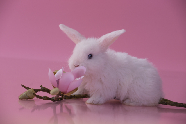 花の匂いを嗅ぐうさぎ